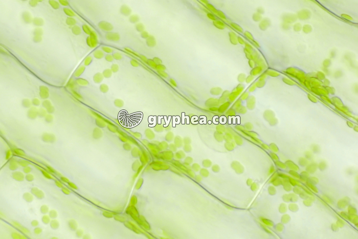 Les cellules végétales - De l'organisme à la cellule - gryphea.com